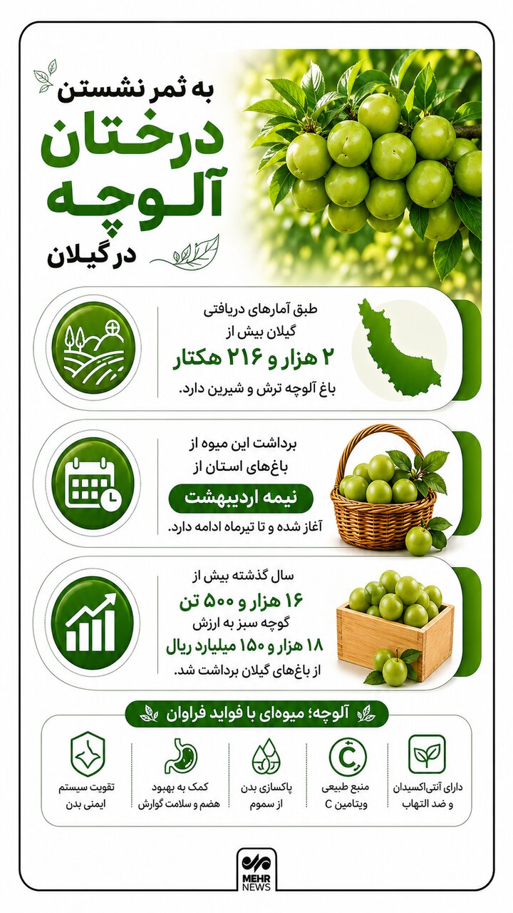اینفوگرافیک؛ آلوچه گیلان در یک نگاه