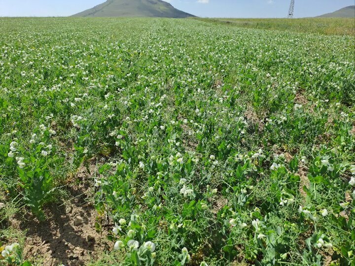 کشت نخود علوفه‌ای در دیمزارها تولید علوفه را بهبود می‌بخشد