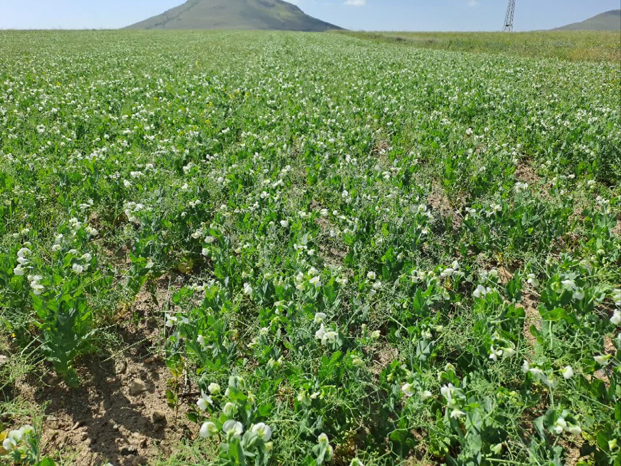 کشت نخود علوفه‌ای در دیمزارها تولید علوفه را بهبود می‌بخشد