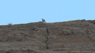 ثبت دوقلوزایی بز وحشی در منطقه حفاظت شده قیصری