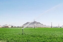 برداشت سالانه چهار هزار تن یونجه در خاش