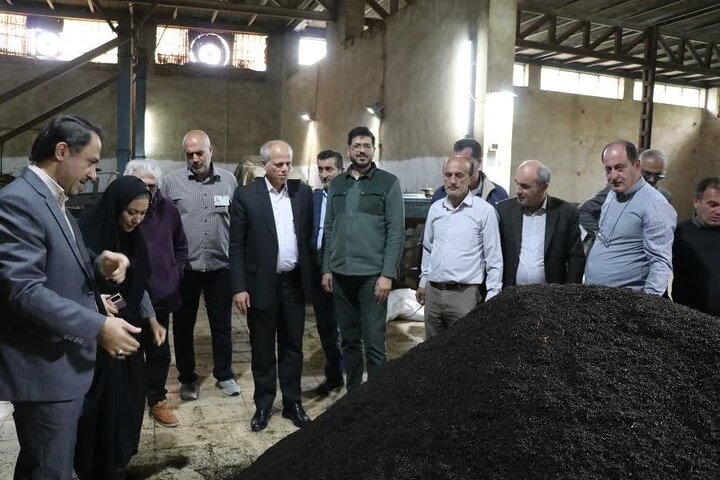 پیش بینی تولید ۱۱ هزار تن برگ سبز چای در شفت