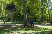 Planting seedlings at Laleh Parkland in Tehran