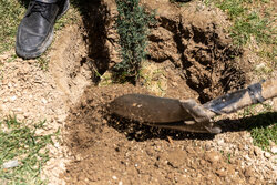 اینفوگرافیک؛ عملیات نجات جنگل‌های زاگرس با تداوم نهال‌کاری