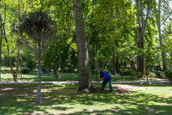 Planting seedlings at Laleh Parkland in Tehran