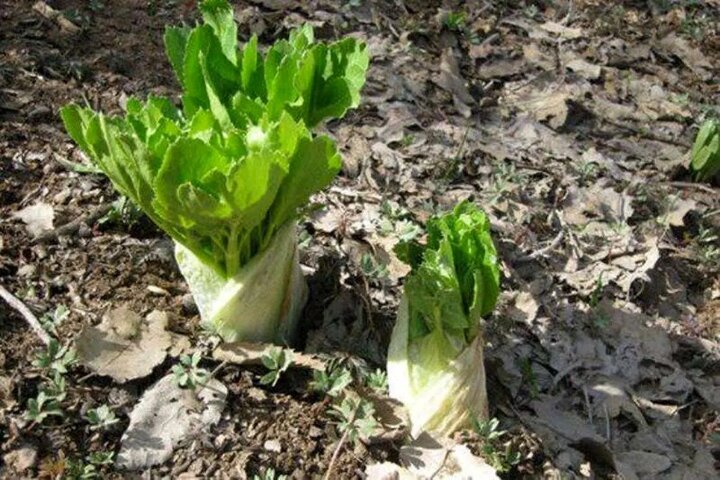 &nbsp;«کلوس»؛ گیاه گران‌بهای برف‌زاد چهارمحال‌وبختیاری