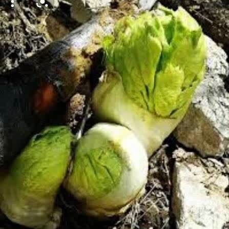 &nbsp;«کلوس»؛ گیاه گران‌بهای برف‌زاد چهارمحال‌وبختیاری