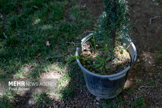 Planting seedlings in Laleh Parkland in Tehran
