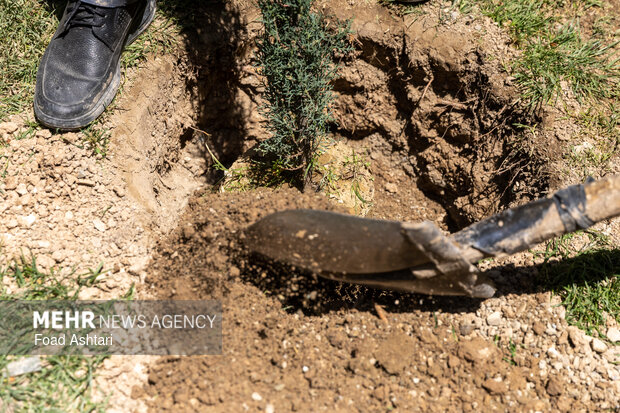 Planting seedlings in Laleh Parkland in Tehran
