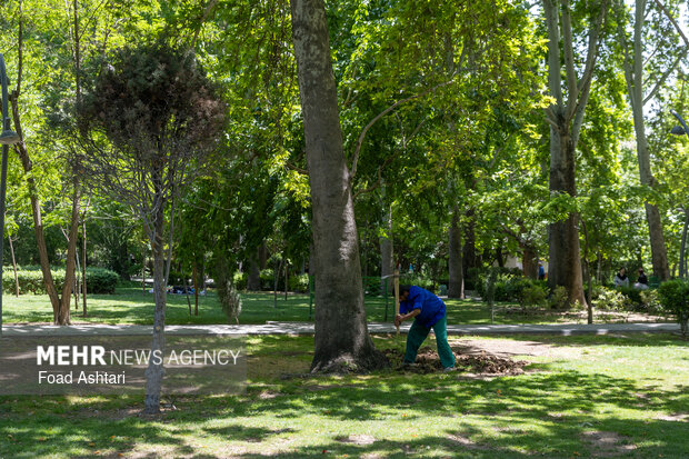 Planting seedlings in Laleh Parkland in Tehran
