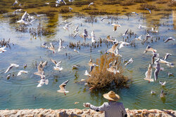 ۱۵ اردیبهشت، روز شیراز