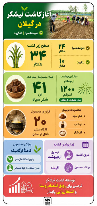 اینفوگرافیک؛ کاشت نیشکر در ۳۴ هکتار از اراضی گیلان