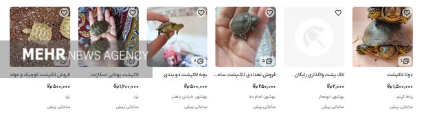فروش  حیوانات؛ از قفس‌های بازار تهران تا صفحات فروش آنلاین