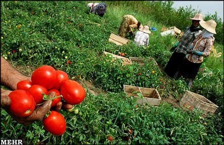 کشت قراردادی؛ نسخه نجات کشاورزی گلستان از بلاتکلیفی و هزینه‌های سنگین