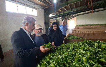 خرید ۶۵۰ تُن برگ سبز چای به ارزش ۲۳ میلیارد تومان در رشت