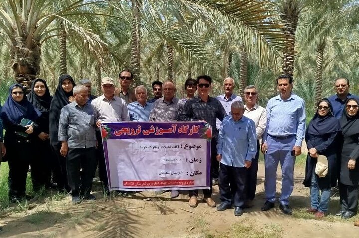برنامه آموزشی- ترویجی کنترل آفات خرما در تنگستان اجرا شد