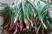نفس مراتع زاگرس به شماره افتاد؛«بیلهر» و «بن‌سرخ» در معرض نابودی