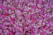 معافیت ۸۱ ردیف محصول باغی از عوارض صادراتی آب مجازی