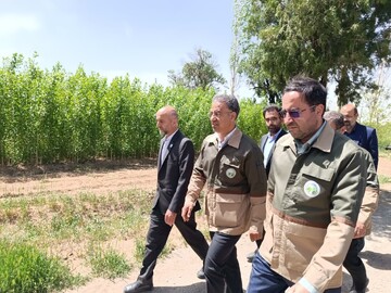 افلاطونی:۵۷۶ میلیون اصله نهال در طرح ملی کاشت یک میلیارد درخت تولید شد