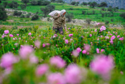برداشت گل محمدی در فارس