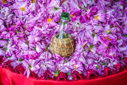 بیش از ۹۰۰ هزار لیتر گلاب از گلستان‌های آذربایجان ‌غربی استحصال می شود