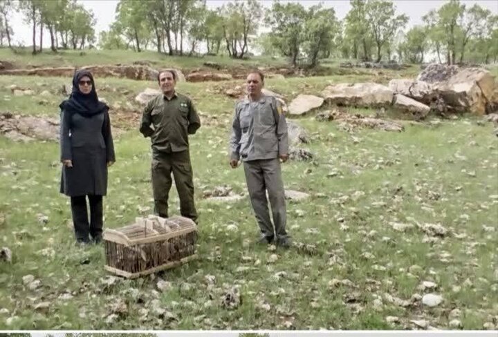 سلیمانی: ۱۲ قطعه کبک از اسارت متخلفان در اسلام‌آبادغرب آزاد شدند