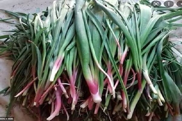 نفس مراتع زاگرس به شماره افتاد؛«بیلهر» و «بنسرخ» در معرض نابودی نفس مراتع زاگرس به شماره افتاد؛«بیلهر» و «بنسرخ» در معرض نابودی