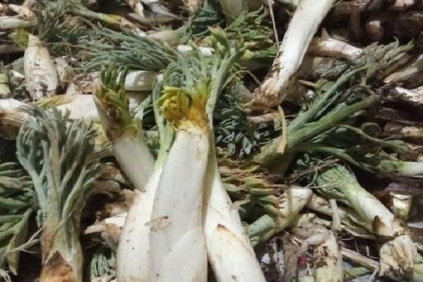 نفس مراتع زاگرس به شماره افتاد؛«بیلهر» و «بنسرخ» در معرض نابودی