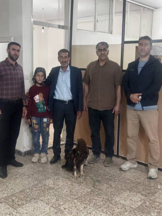 تحویل یک بهله عقاب زخمی به محیطزیست خرمآباد