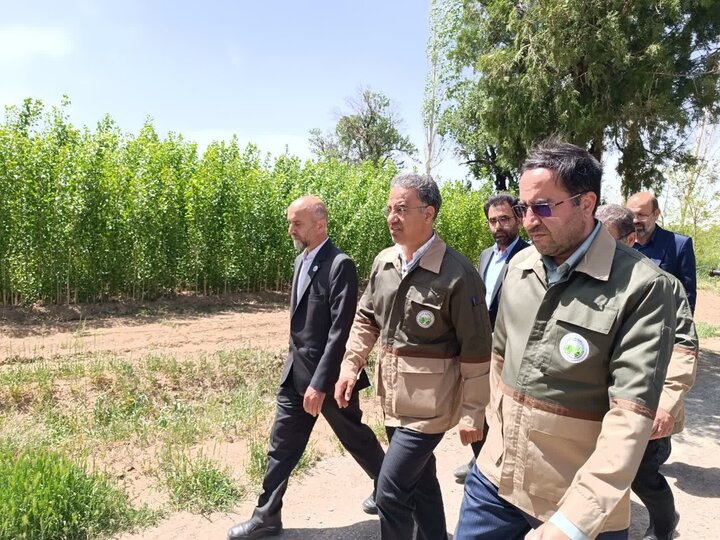 افلاطونی:۵۷۶ میلیون اصله نهال در طرح ملی کاشت یک میلیارد درخت تولید شد