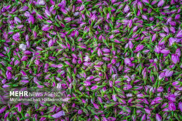 برداشت گل محمدی در فارس