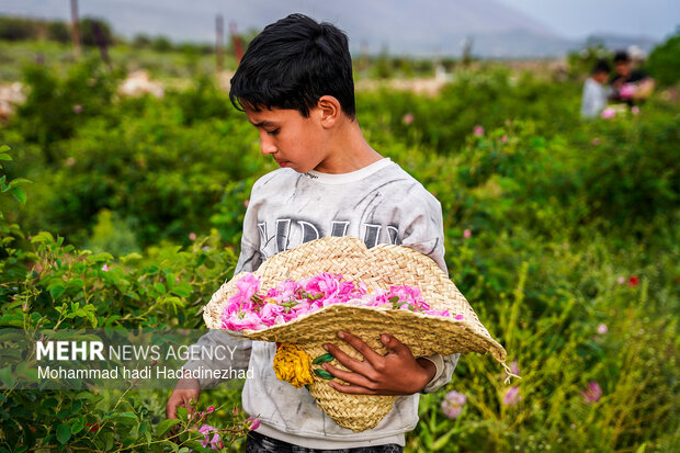 برداشت گل محمدی در فارس