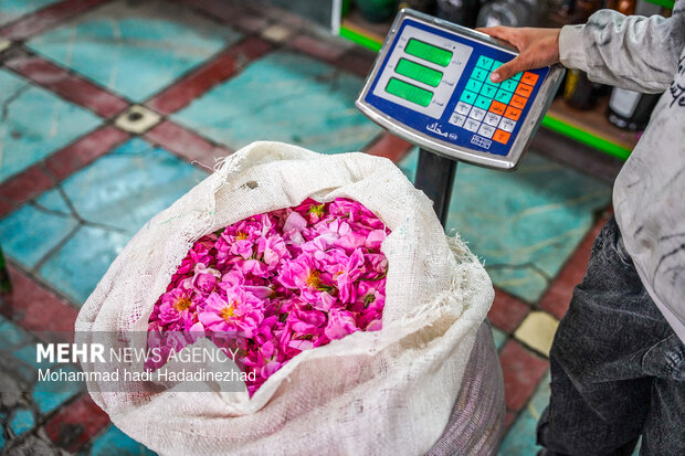 برداشت گل محمدی در فارس