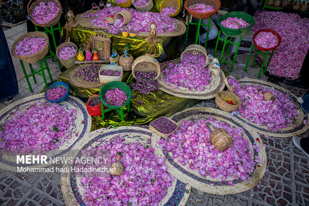برداشت گل محمدی در فارس