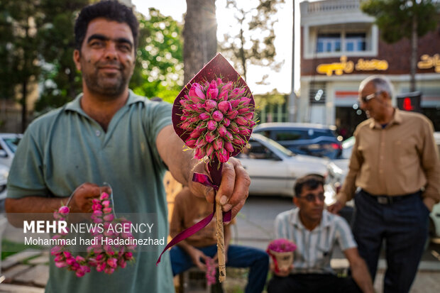 برداشت گل محمدی در فارس