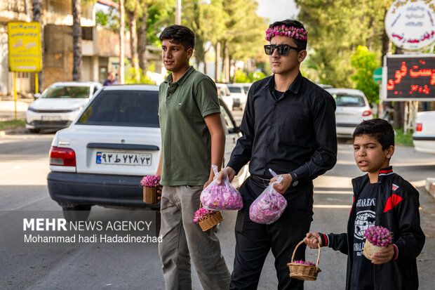 برداشت گل محمدی در فارس