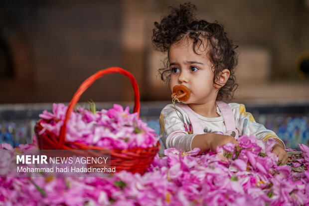 برداشت گل محمدی در فارس