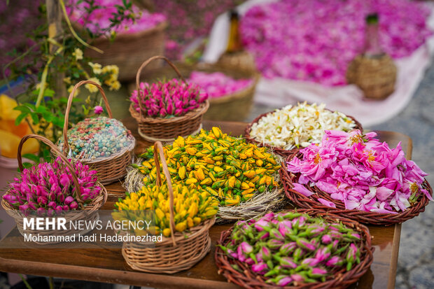برداشت گل محمدی در فارس