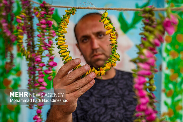 برداشت گل محمدی در فارس