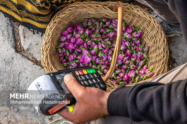 برداشت گل محمدی در فارس