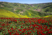 دشت زیبای کلزا در خراسان شمالی