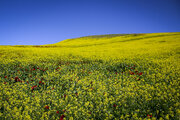 آمادگی شبکه تعاونی‌های روستایی استان کرمانشاه برای خرید کلزا