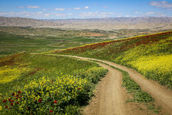تولید ۹۲۰ تن کلزا از ۵۷۵ هکتار اراضی جویبار