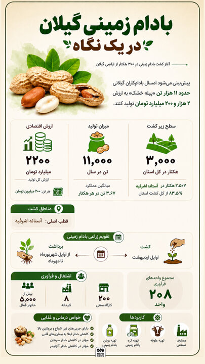 اینفورافیک؛ بادام زمینی گیلان در یک نگاه
