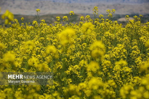 دشت زیبای کلزا در خراسان شمالی