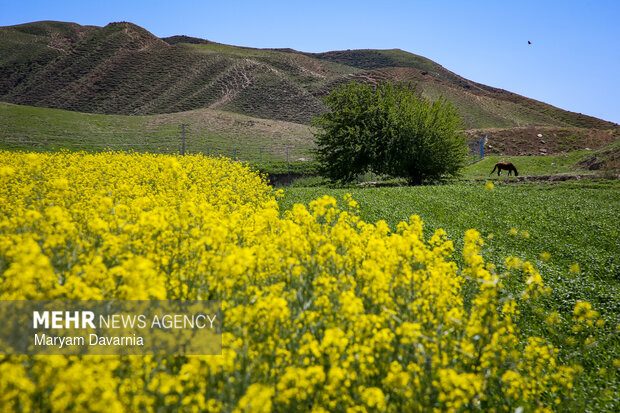 دشت زیبای کلزا در خراسان شمالی