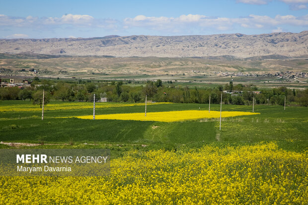 دشت زیبای کلزا در خراسان شمالی