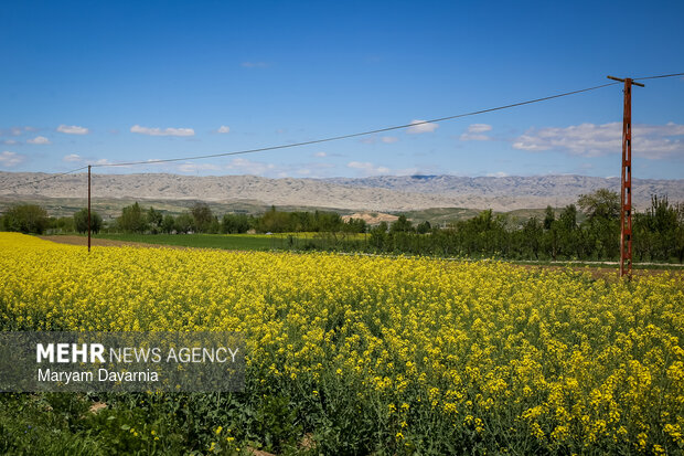 دشت زیبای کلزا در خراسان شمالی