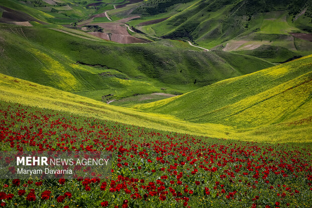 دشت زیبای کلزا در خراسان شمالی