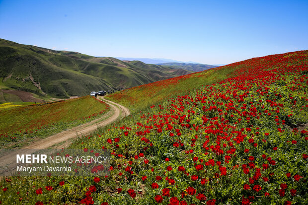 دشت زیبای کلزا در خراسان شمالی